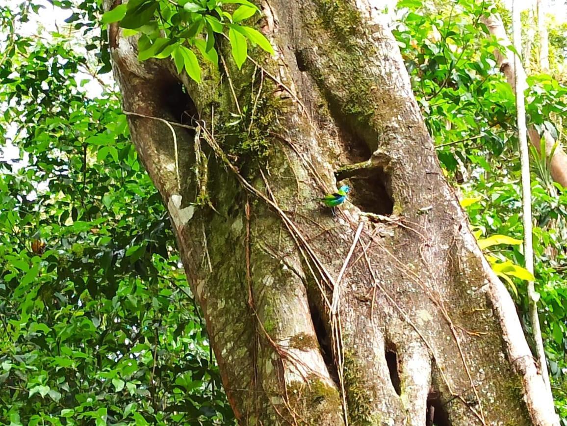 Aproveite a natureza casa com cachoeira Araquari Exterior foto