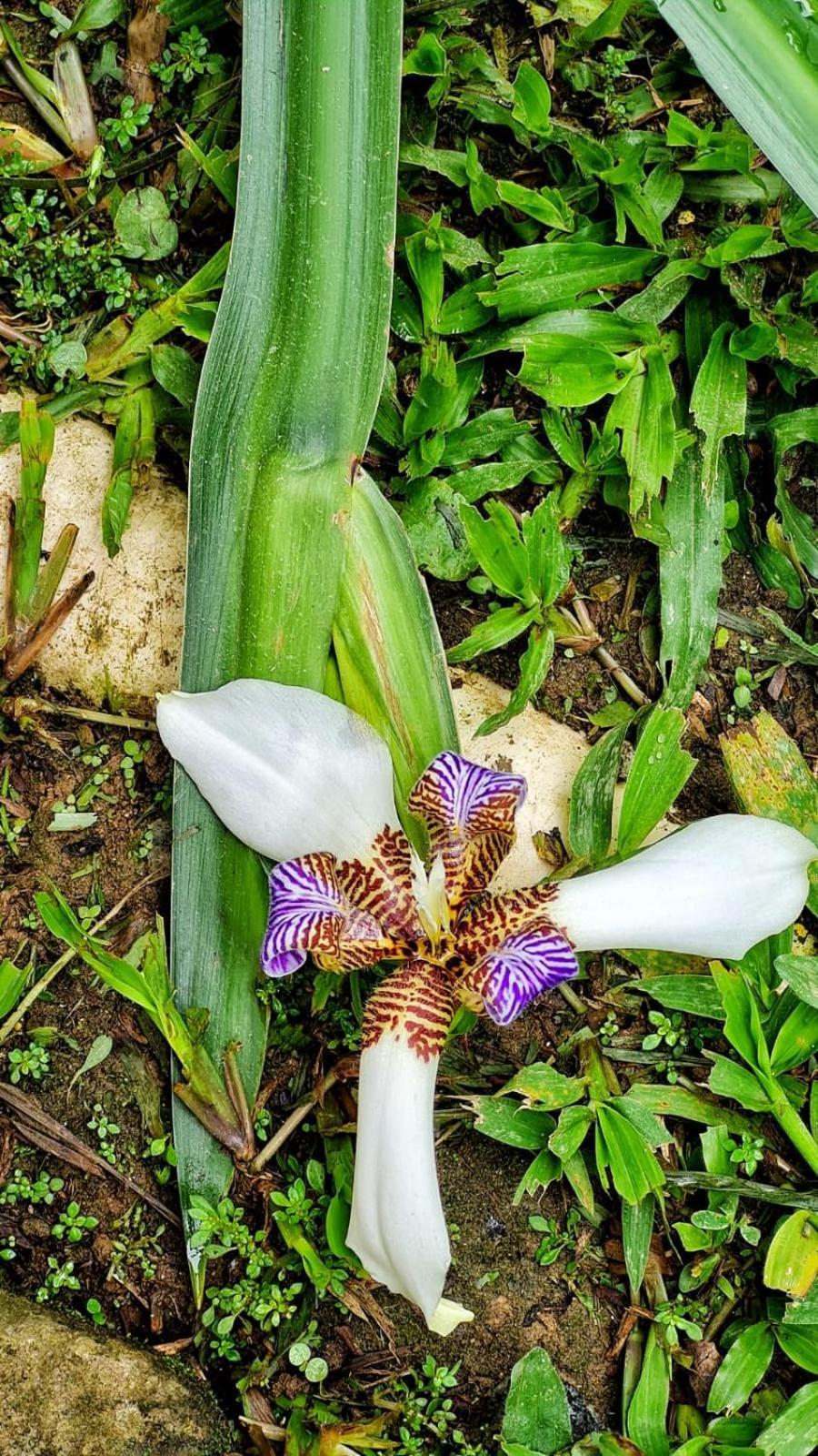 Aproveite a natureza casa com cachoeira Araquari Exterior foto