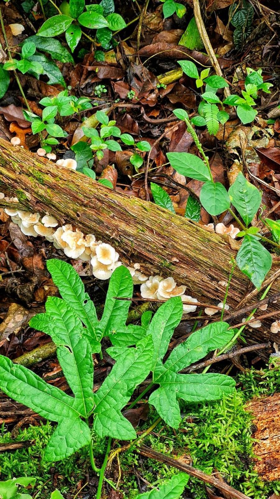 Aproveite a natureza casa com cachoeira Araquari Exterior foto