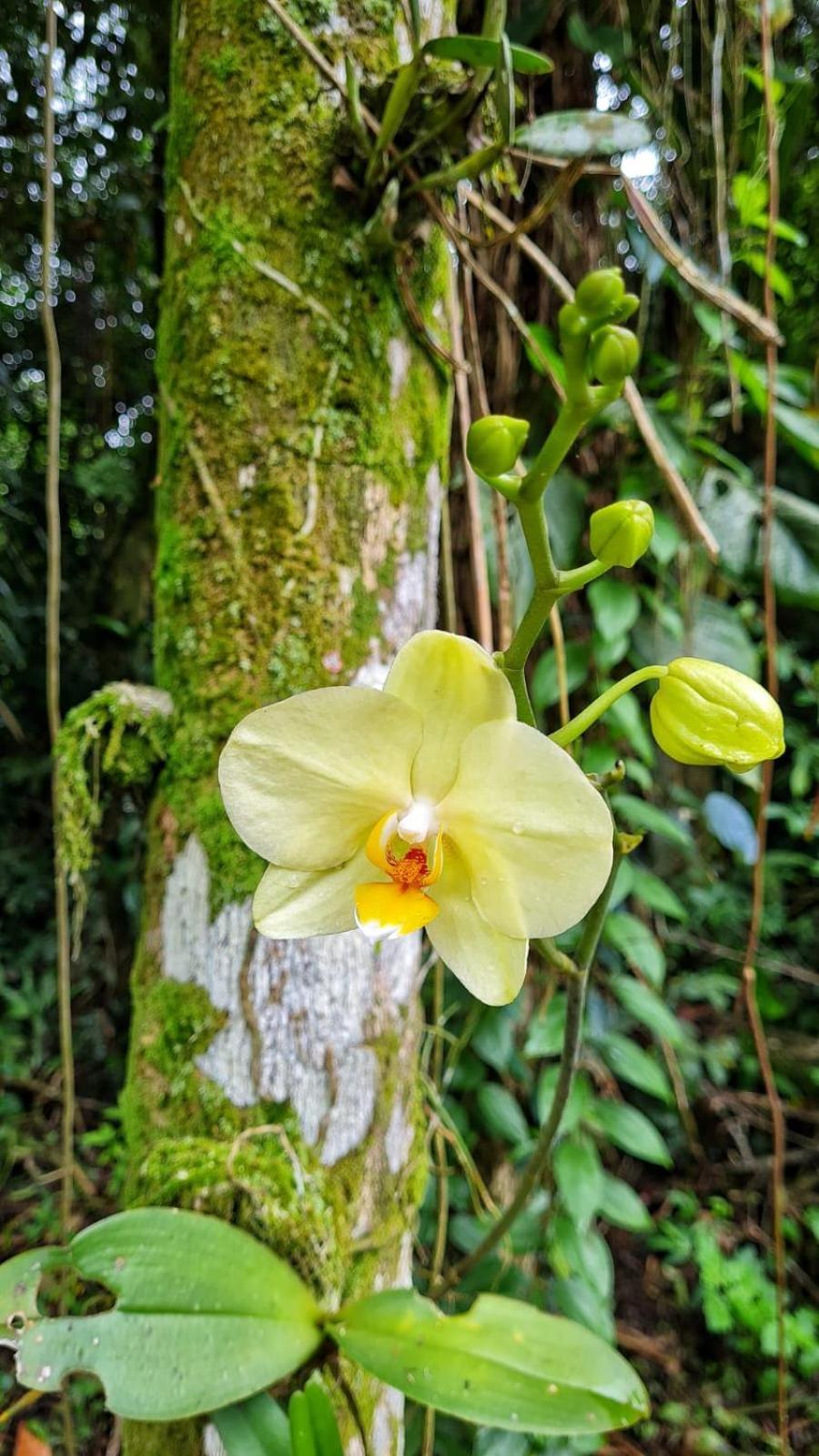 Aproveite a natureza casa com cachoeira Araquari Exterior foto