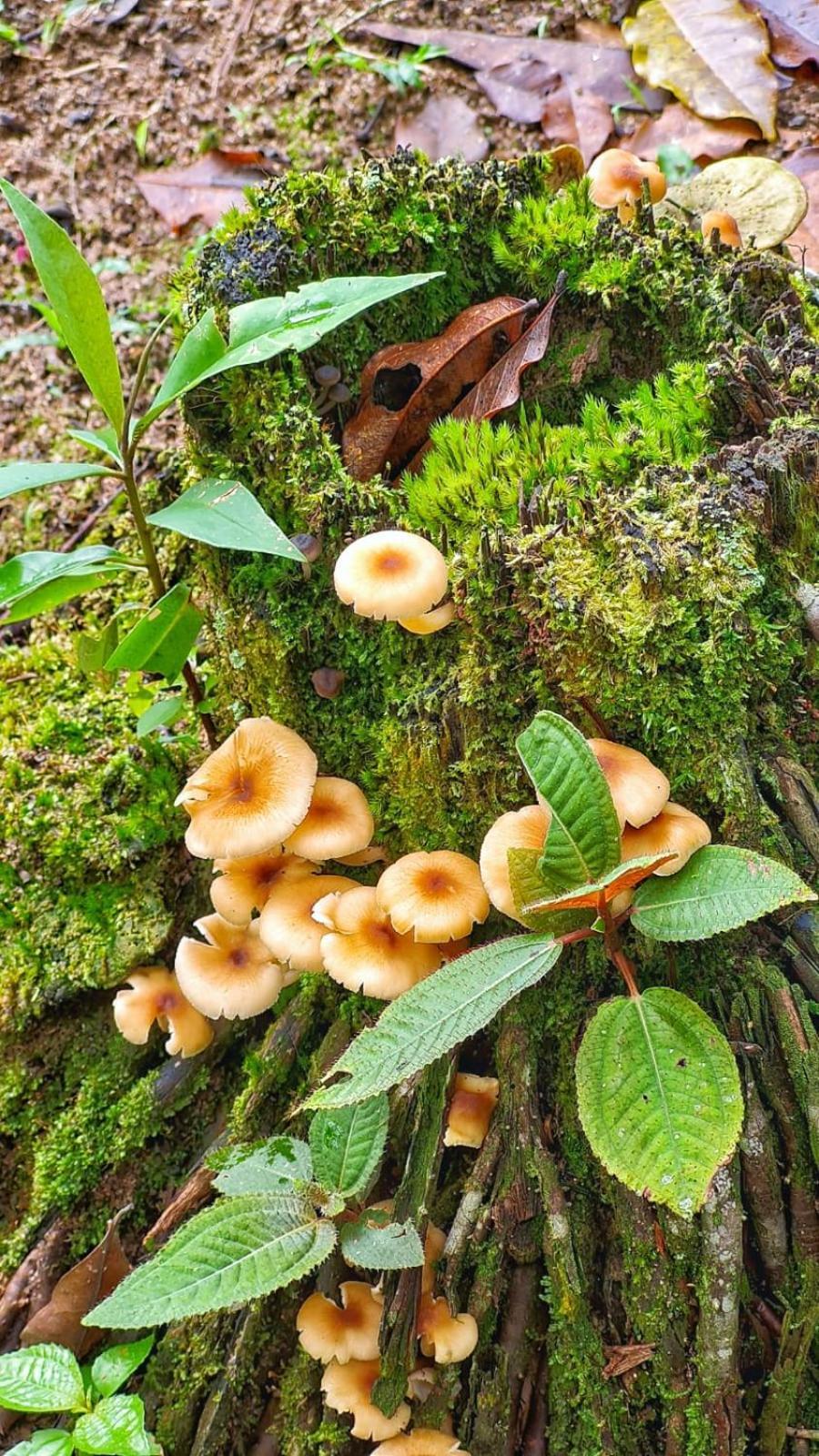 Aproveite a natureza casa com cachoeira Araquari Exterior foto