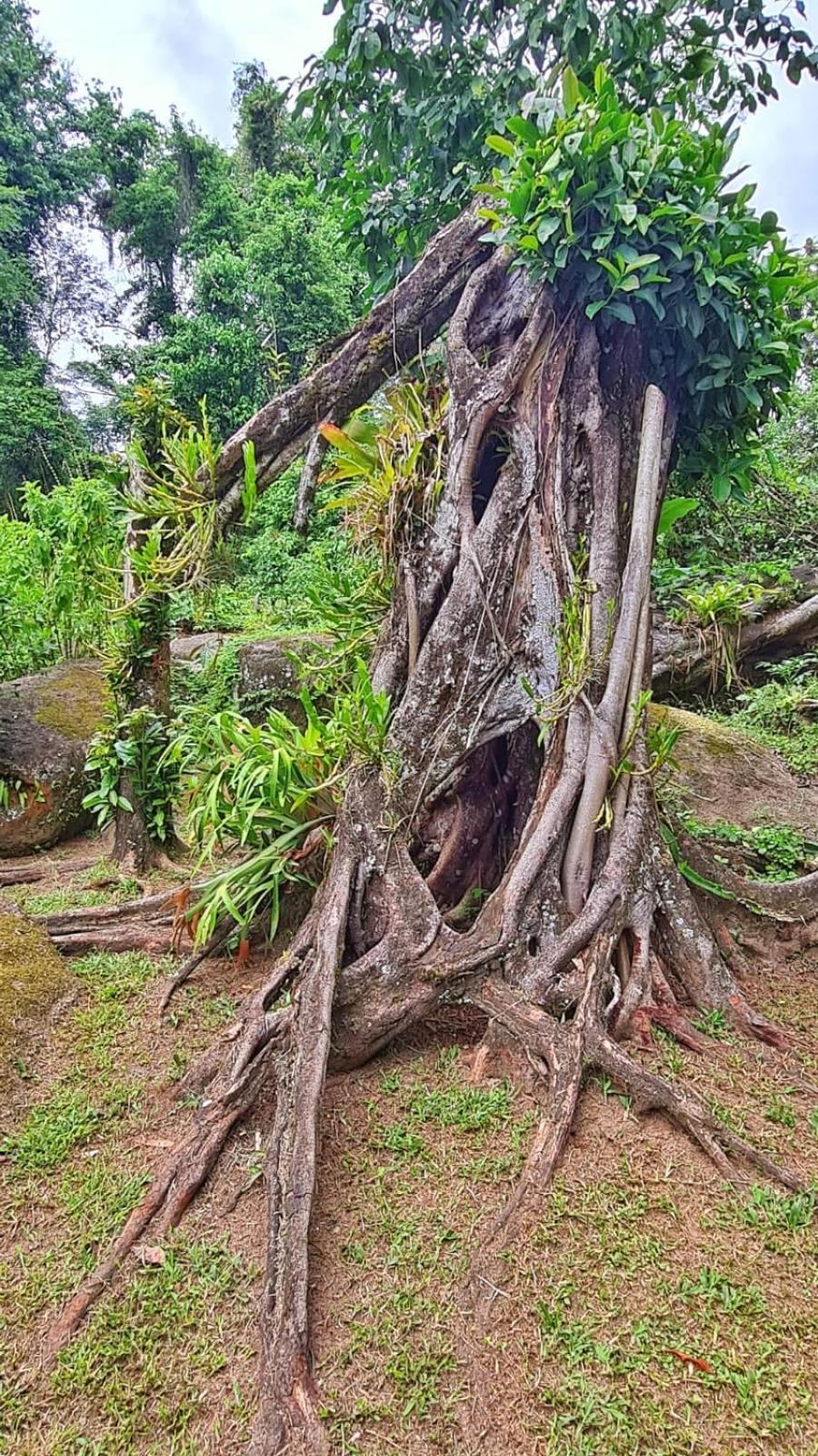 Aproveite a natureza casa com cachoeira Araquari Exterior foto