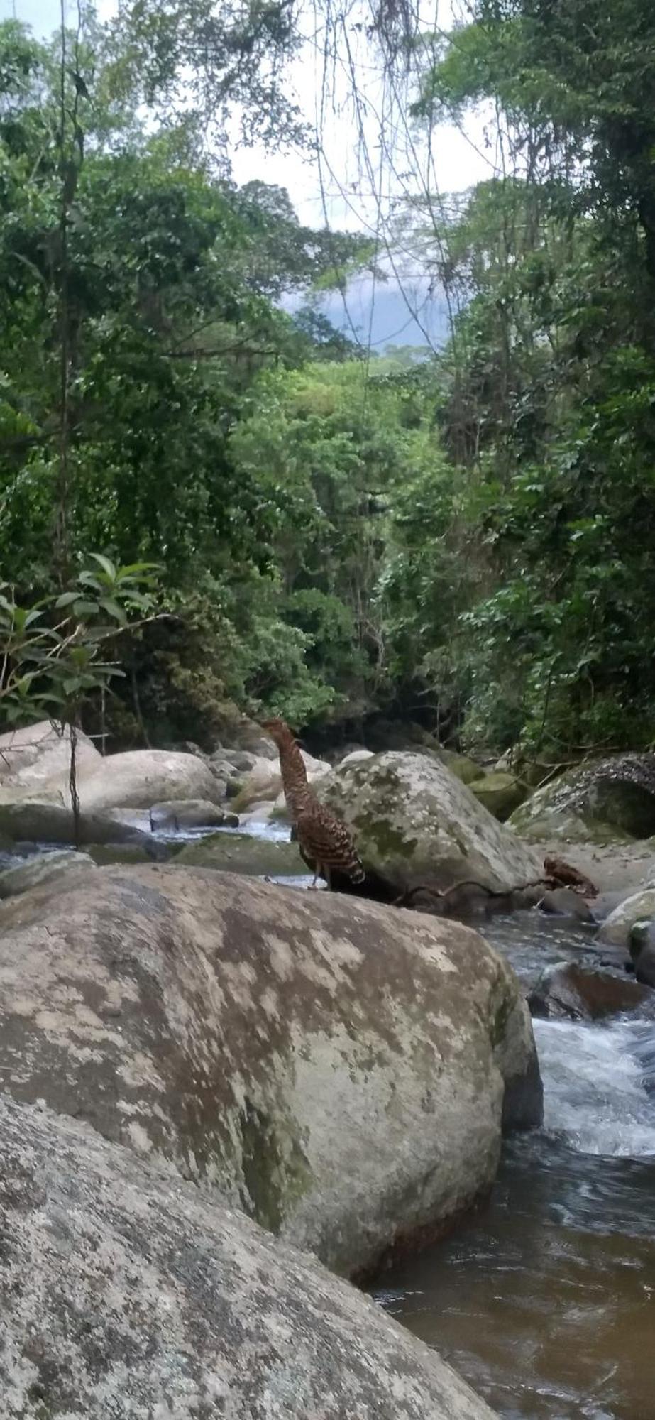 Aproveite a natureza casa com cachoeira Araquari Exterior foto